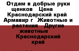 Отдам в добрые руки щенков › Цена ­ 1 - Краснодарский край, Армавир г. Животные и растения » Другие животные   . Краснодарский край